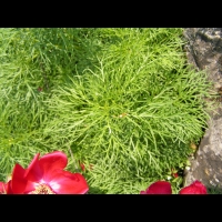 Paeonia Tenuifolia (fam. Paeoniacees) (Balkans, Russie du sud, Caucase) (3)